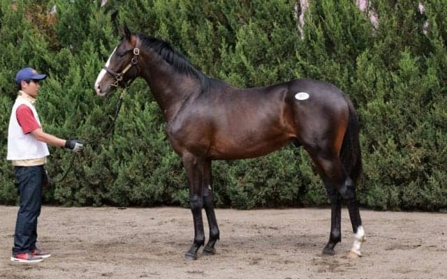 【セレクトセール2023】ジャスティンカフェ全弟が1億9000万円で落札