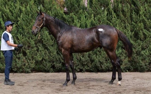 【セレクトセール2023】ドゥラメンテ産駒が1億3000万円で落札…母はアメリカンオークス馬