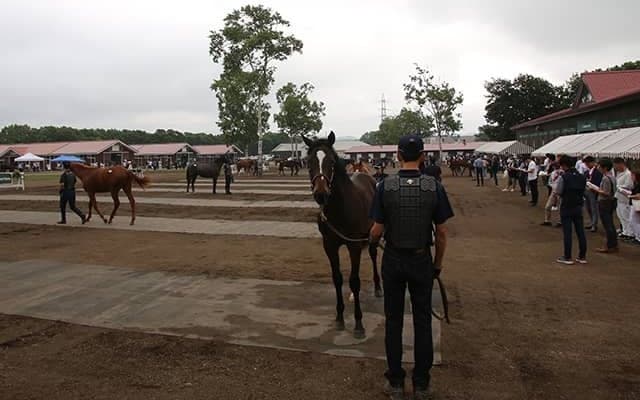 【セレクトセール2023】前年比3.8％増で歴代最高133億6500万円を売り上げる大盛況　億超えは28頭/1歳セッション