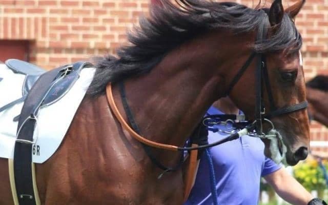 武豊騎手が26年ぶり2勝目へ 函館2歳Sに伸びシロたっぷりのアガシで参戦