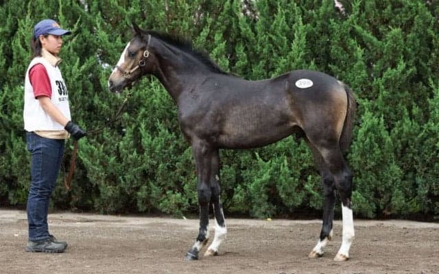 【セレクトセール2023】コントレイル産駒がまたしても1億円超え