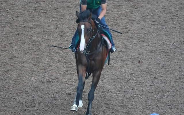 ベルダムの2021(ミッキースターダム)など、先週の入厩情報/栗東トレセンニュース