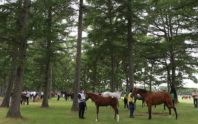 【セレクトセール2023】2日間の総売上281億円超で史上最高額更新！当歳セッションも147億円超の新記録