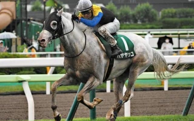 白毛の“二刀流ランナー” 函館記念16年ぶりの連覇なるか