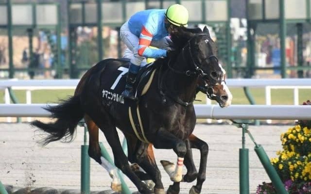 【函館記念予想】AIの狙いは絶妙な伏兵馬！ 推奨理由となるレース傾向を徹底分析