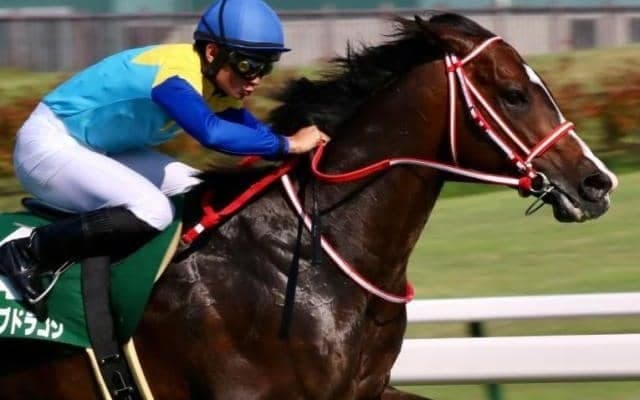 馬場傾向から日曜に狙いたい3頭 函館記念は8枠先行馬の粘り込みに注意