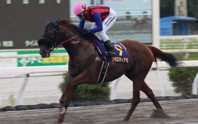 【高知・トレノ賞】アポロティアモが断然の支持に応える…吉原「暑い中一生懸命走ってくれた」