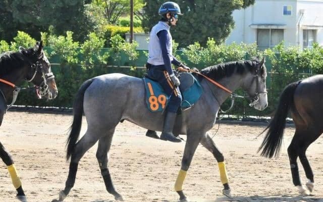 「切れる脚を使える」と武井師 ハーツコンチェルトの半弟ソウルアンドジャズ/関東馬メイクデビュー情報