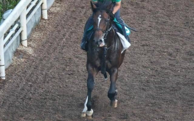 モルガナイトの2021(ホウオウセイメイ)など、先週の入厩情報/栗東トレセンニュース