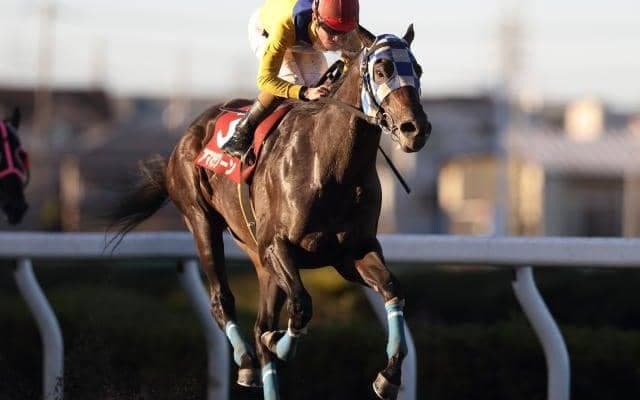 浦和16勝のアマネラクーン vs 10歳の古豪ベストマッチョ/浦和・プラチナC