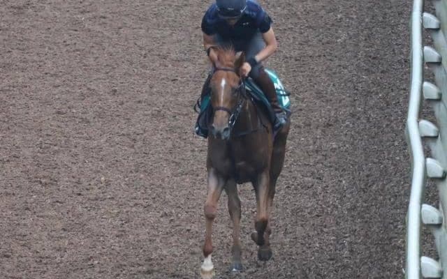 【JRA新馬戦】ヴィルシーナらGI馬3頭の妹エヴァンスウィートなどがデビュー