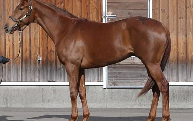 セレクト1億4500万円の良血馬が中京で初陣 レイデオロ産駒の初勝利なるか 