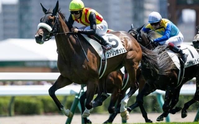 【札幌5R新馬戦結果】2番人気のステレンボッシュが差し切りV！