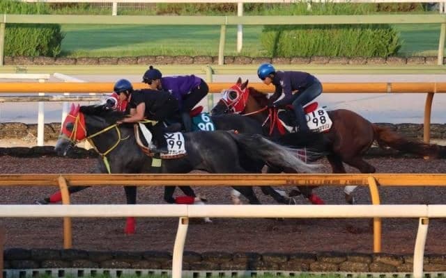 4億1000万円の超高額馬 ヴェロックスの半弟ホウオウプロサンゲ/関西馬メイクデビュー情報