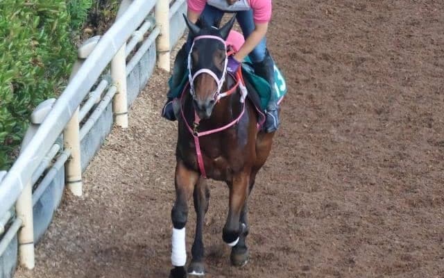 デナリハイウェイなど、先週のゲート試験/栗東トレセンニュース