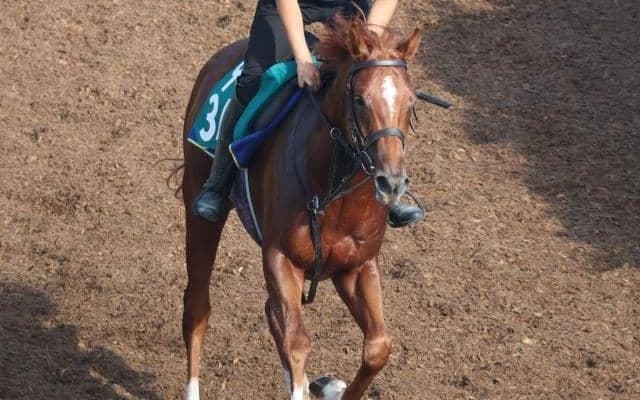 アンティフォナの2021(グロリアラウス)など、先週の入厩情報/栗東トレセンニュース