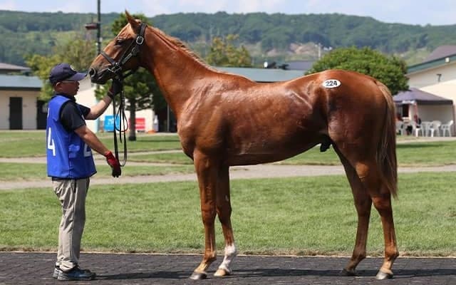 2日間の売却総額は62億1137万円 セレクション史上最高を記録
