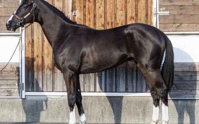 セレクト4億5000万円の高額馬が初陣 半兄はクラシックで活躍のヴェロックス