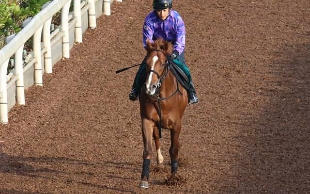 ニューイヤーズデイ産駒のJRA初勝利なるか 良血オコタンペが土曜札幌で初陣