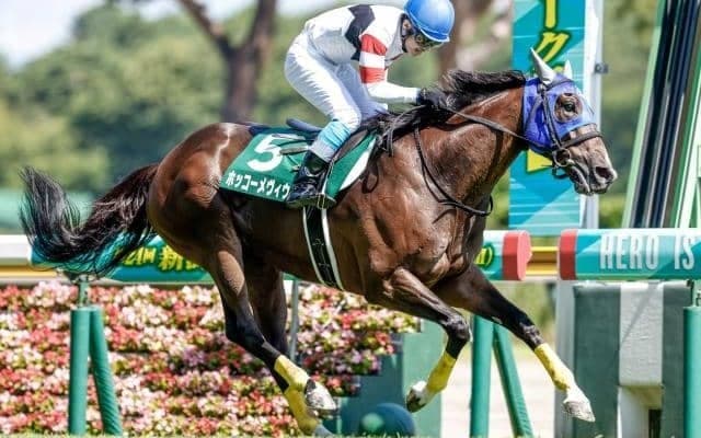 【今日の注目ポイント】新潟競馬がスタート 新潟ジャンプSが午前中に開催