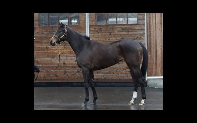 兄はサリオス、姉はサラキア。良血サフィラは夏のデビューから出世街道に乗れるか