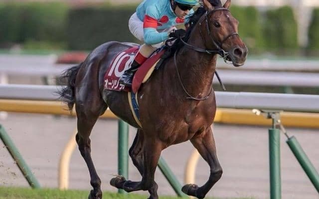 新潟で3歳ダート重賞レパードS、エルムSでオーソリティ復帰/今週の競馬界の見どころ
