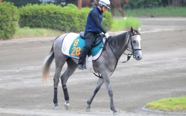 コガネノソラが土曜新潟で初陣 叔母は香G1覇者ウインマリリン/関東馬メイクデビュー情報