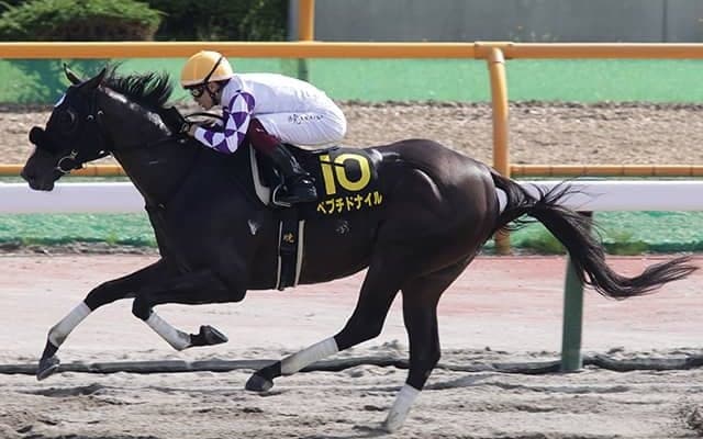 【エルムS想定騎手】ペプチドナイルは富田暁騎手、オーソリティはC.ルメール騎手