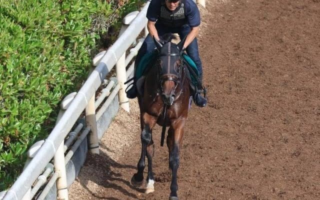 アルシンダガなど、先週のゲート試験/栗東トレセンニュース