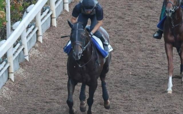 ドンフランキーなど、先週の入厩情報/栗東トレセンニュース