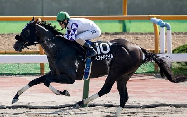 【エルムS予想オッズ】ペプチドナイルが予想1番人気