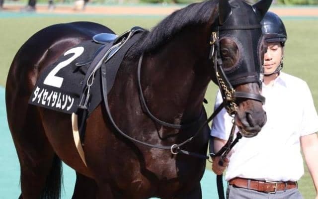 功労馬の父に吉報を メイショウサムソン産駒のタイセイサムソンが重賞初挑戦