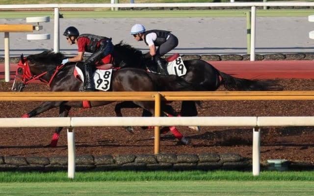 サンライズホーク、クラスターC追い切り速報/栗東トレセンニュース