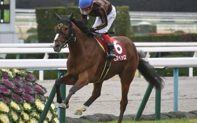 重馬場巧者として鳴らしたモズベッロが抹消 兵庫県で乗馬に