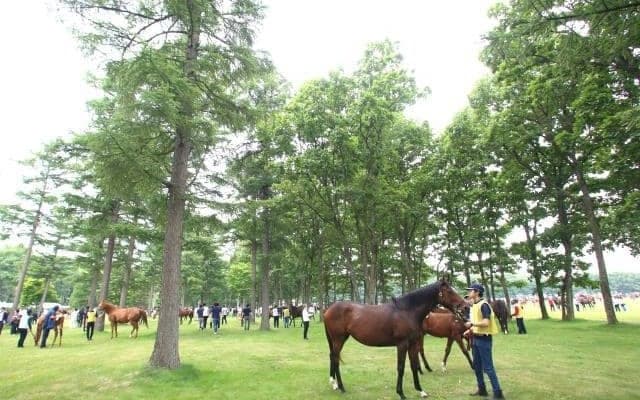 セレクトに続きセレクションでも価格高騰 サマーセールでも好況は持続するか
