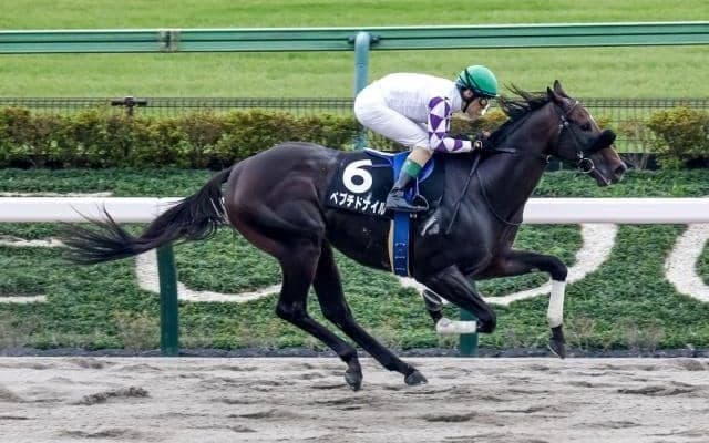 【エルムS出走馬・騎手確定】ペプチドナイル＆富田暁騎手、セキフウ＆武豊騎手など14頭