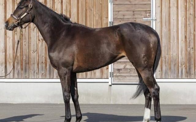 【JRA新馬戦】サリオスの全妹サフィラ、スタニングローズの半弟ローザサンリヴァルなどがデビュー