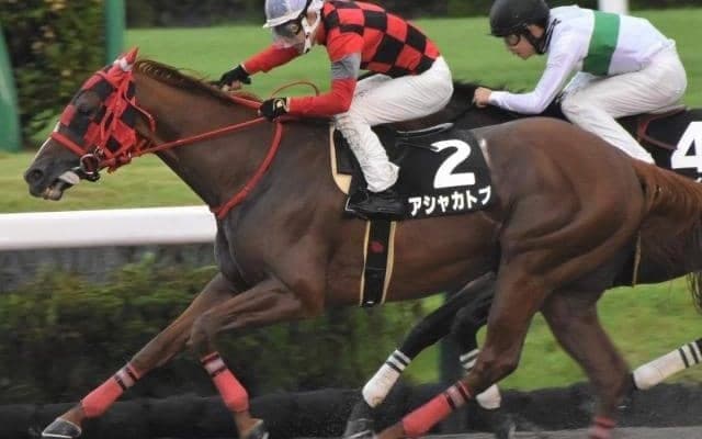 エルムSに2頭の7歳馬が参戦 データ上は厳しくも今年はプラス要素がズラリ