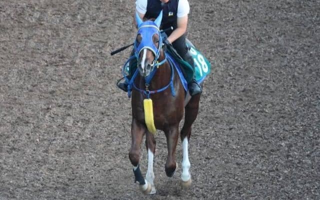 ナイスネイチャ近親ライスネイチャが13日小倉でデビュー