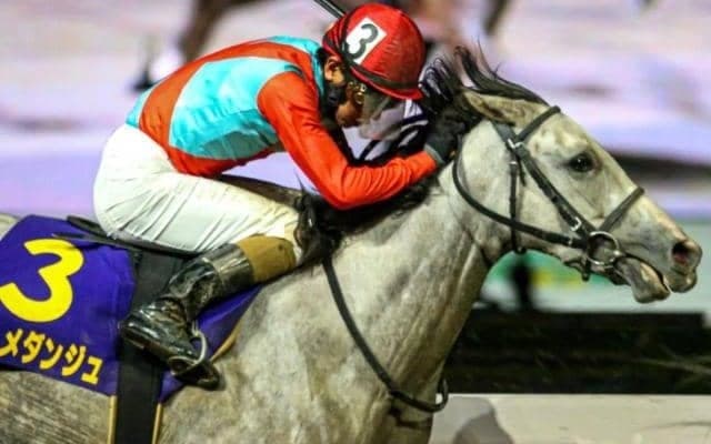 13年ぶりの牝馬Vなるか レパードSにクレメダンジュなど3頭