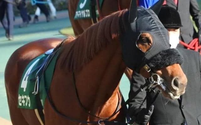 札幌ダートは血統に注目！ ストームキャット系セキフウの差し切りだ