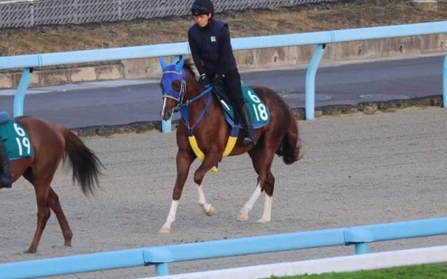 個性派ナイスネイチャの近親ライスネイチャ 13日の小倉芝1200mに出走予定/関西馬メイクデビュー情報