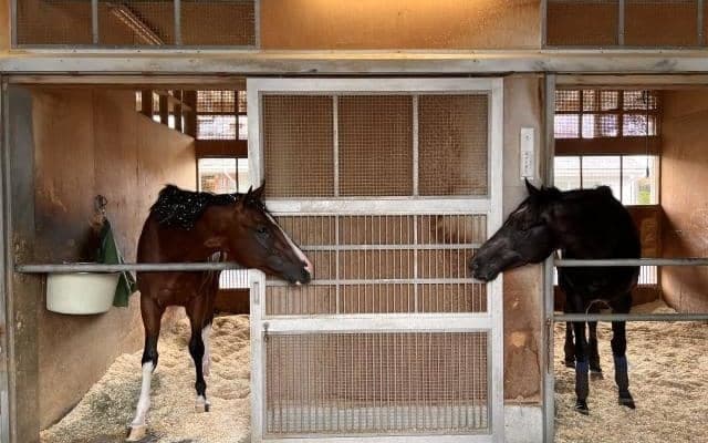 ビッグドリーム＆ビッグシーザー、先週の入厩情報/栗東トレセンニュース