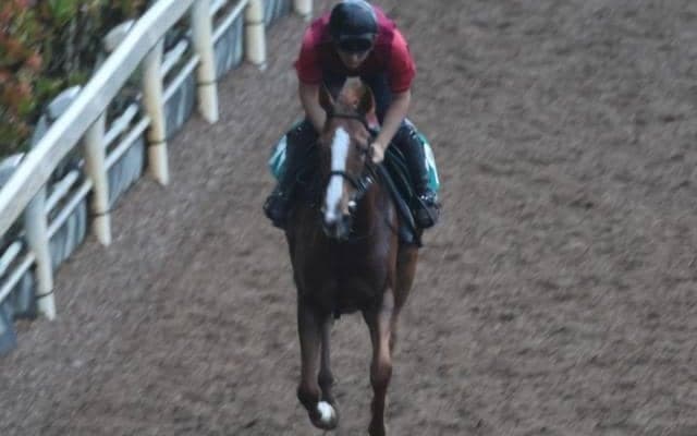 ローマンレイクなど、先週のゲート試験/栗東トレセンニュース