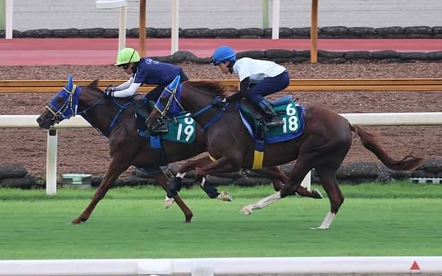 ライスネイチャ、メイクデビュー最終追い切り速報/栗東トレセンニュース