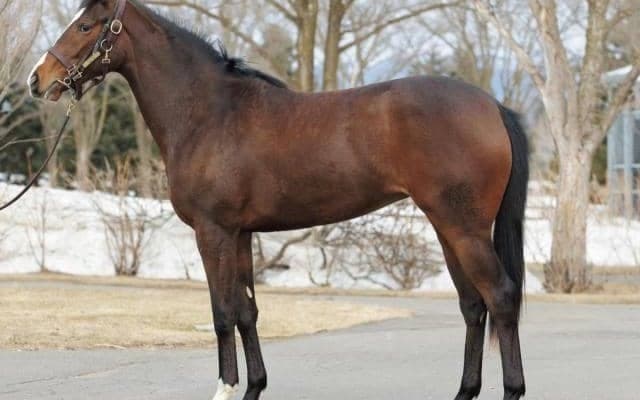 【JRA新馬戦】イクイノックスの妹ガルサブランカ、イツモハラペコの妹イエデゴロゴロなどがデビュー