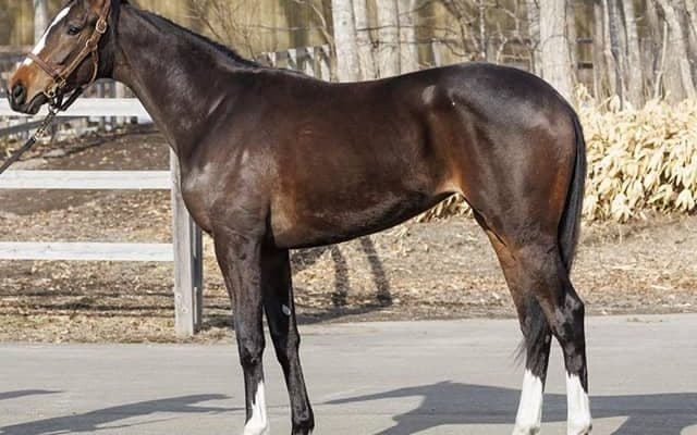 イクイノックスの半妹が土曜新潟5Rで初陣 兄の主戦に手綱を託す