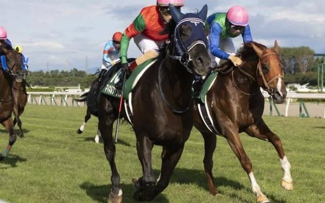 ニシノデイジーらに続け 平地重賞馬マイネルファンロンが今週末障害デビュー