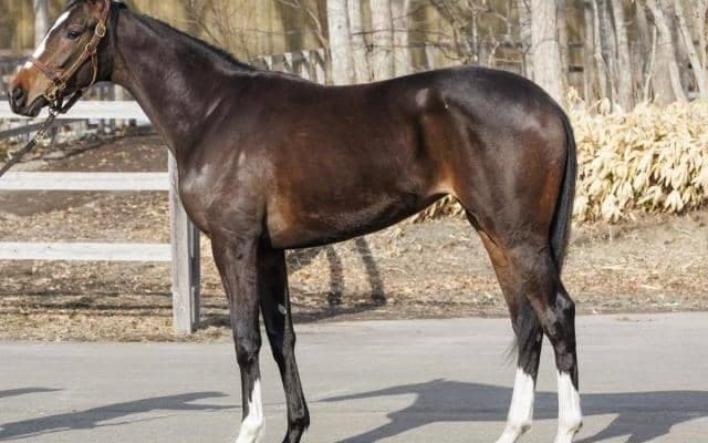 【今日の注目ポイント】小倉開催がスタート 新潟でイクイノックスの妹デビューなど