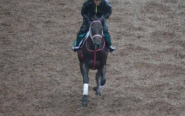 サロニカの2021(サロニコス)、先週の入厩情報/栗東トレセンニュース